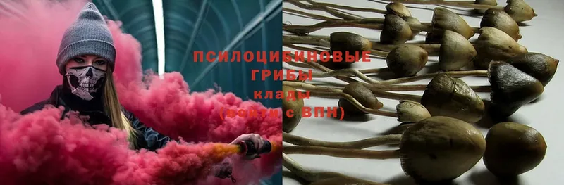 Псилоцибиновые грибы Psilocybe  дарк нет телеграм  Каспийск 